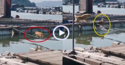 Video: Chú mèo nổi quạu vì bị chó dọa té sông