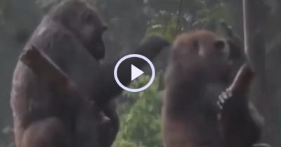 Video: Tinh tinh ngồi dưới mưa năn nỉ bạn đời tha lỗi