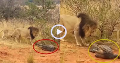 Video: Cá sấu lên bờ, không ngờ “va” phải Vua sư tử