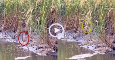 Video: Cá rô bay lên khỏi mặt nước ăn bông lúa