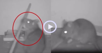 Video: Chuột dùng gậy phá bẫy để lấy thức ăn