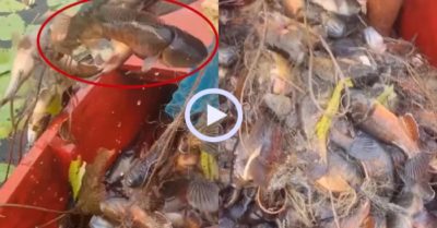 Video: Giăng lưới trúng đậm cá đồng trong ao bông súng