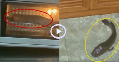 Video: Cô gái nướng cá lóc thảm họa