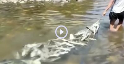 Video: Kéo không nổi vì chài dính đầy cá