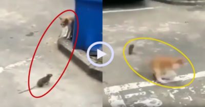 Video: Mèo chạy té khói vì bị chuột đuổi