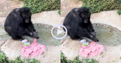 Video: Tinh tinh ‘nổi như cồn’ nhờ tài giặt đồ