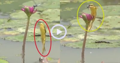 Video: Ếch dùng ‘khinh công’ tóm gọn chuồn chuồn