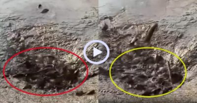 Video: Cá đồng làm ‘ảo thuật’ trên ruộng cạn