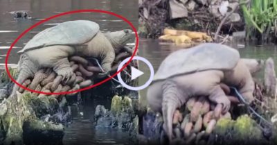 Video: Rùa ‘lực sĩ’ khoe cơ bắp cuồn cuộn