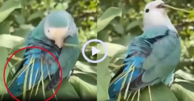 Video: Chim ‘mua sắm’ vật tư về xây tổ