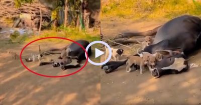 Video: Đàn cún con quấn quýt bên mẹ bò