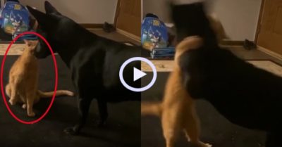 Video: Mèo ra đòn hạ đo ván chó trong 2 giây