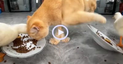 Video: Vịt bị mèo ‘dạy dỗ’ vì tội giành ăn