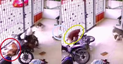 Video: Chú chó ‘hồn bay phách lạc’ khi mèo nhảy lên đạp đổ xe máy vào người