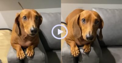 Video: Chú chó nhất quyết đòi ăn cơm dù đã được cô chủ cho ăn tối