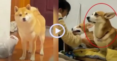 Video: Biểu cảm hài hước của những chú chó khi ‘ghen’