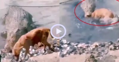 Video: Kinh hoàng cá sấu lao lên khỏi mặt nước tấn công chó