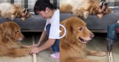 Video: Chú chó gâu đần lém lỉnh đùn đẩy việc khó cho đồng bọn
