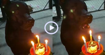 Video: Chú chó hát mừng sinh nhật bằng tông giọng trầm ấm