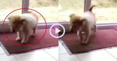 Video: Chú cún biết chùi chân sạch sẽ mới bước vào nhà