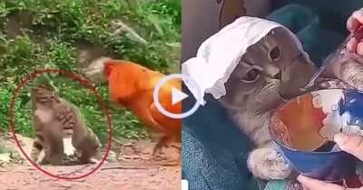 Video: Mèo ‘thân tàn ma dại’ vì đánh nhau với gà trống