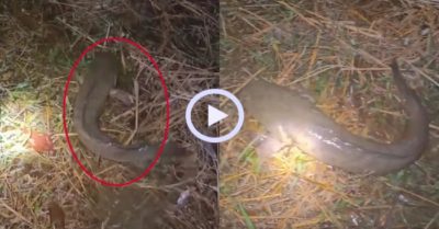 Video: Cá lóc gặp ‘chốt’ khi lên bờ ngắm cảnh đêm