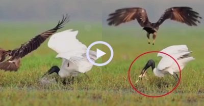 Video: Đại bàng tinh ranh cướp miếng ăn trong miệng cò