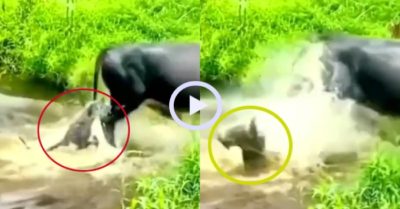 Video: Chú chó lĩnh trọn cú đá trời giáng vì tấn công trâu