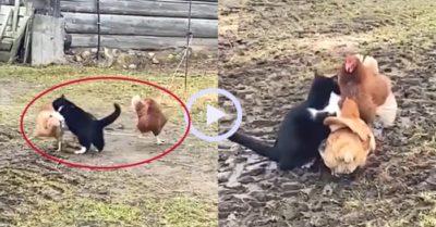 Video: Gà mái ‘song kiếm hợp bích’ khiến mèo te tua