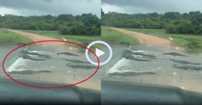 Video: Cá sấu lập ‘trạm thu phí’ trên đường