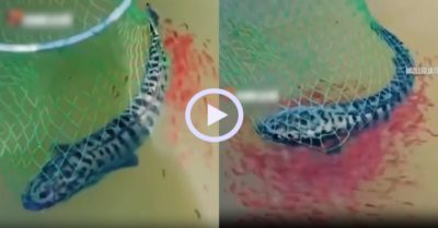 Video: Đàn cá con cứu mẹ khỏi tay cần thủ