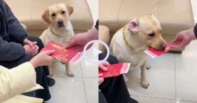 Video: Chú chó đòi chủ lì xì bằng phong bì