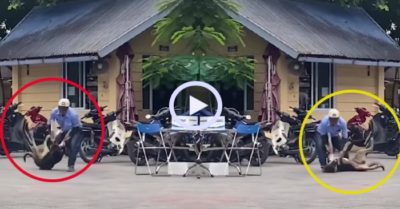 Video: Chú chó ‘5 lần 7 lượt’ bị bác bảo vệ quật ngã