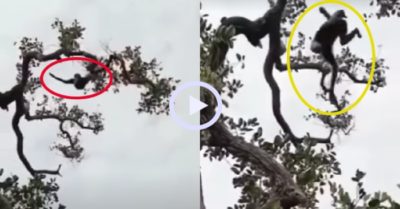 Video: Tinh tinh ‘sang chấn tâm lý’ khi trổ tài làm xiếc trên cây