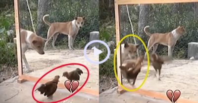 Video: Chó và gà tung cước với chính mình qua tấm kính