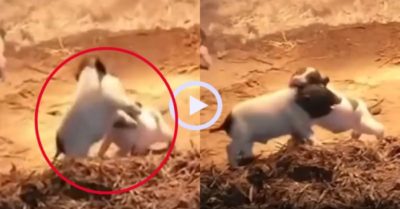 Video: Lợn con đại chiến tranh chức lão đại tương lai