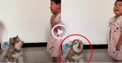Video: Cười sảng với chú chó bắt chước cô chủ khóc