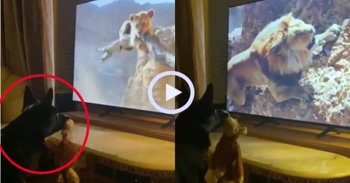 Video: Chú chó xúc động khóc khi xem phim Vua sư tử
