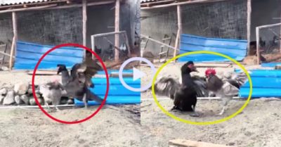 Video: Gà trống hổ báo bị ngan ‘dạy dỗ’ tơi bời