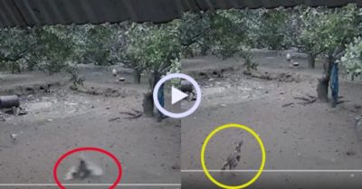 Video: Gà trống vội cất tiếng gáy khi rơi từ ngọn cây xuống đất