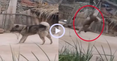 Video: Chú chó lộn nhào điêu luyện trên không