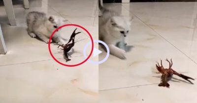 Video: Mèo hạ knock out tôm càng trong một nốt nhạc