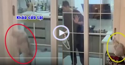 Video: Chú mèo lém lỉnh chốt cửa nhốt chủ trong bếp