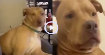 Video: Chú chó sang chấn tâm lý khi được mèo ‘dạy dỗ’