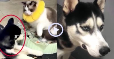 Video: Chú chó khóc nức nở sau khi bị mèo tung cước