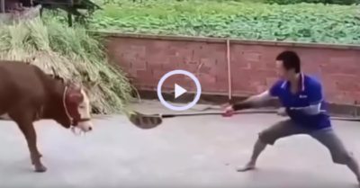 Video: Thanh niên lãnh đủ vì múa võ ra oai với bò