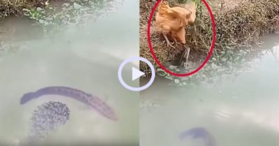 Video: Gà mái tá hỏa vì bị cá lóc tấn công