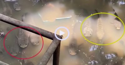 Video: Hàng chục con cá lóc tập trung vào bờ ‘ngắm cảnh’