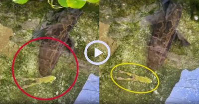 Video: Ếch giả chết đánh lừa cá lóc
