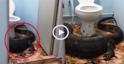 Video: Thằn lằn khủng lẻn vào nhà dân ở nhờ